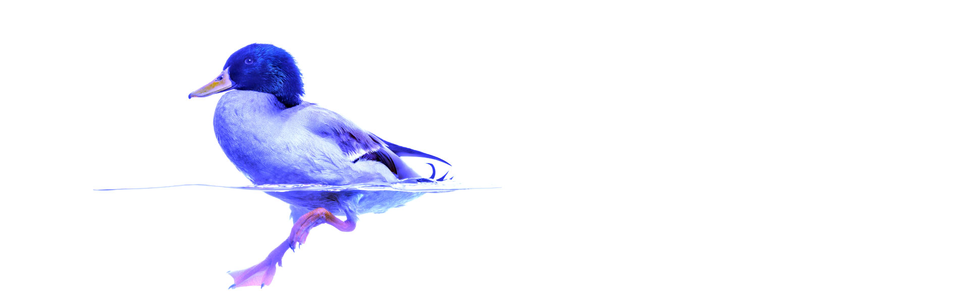 Duck paddling on water